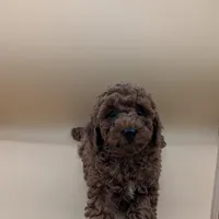 Maple 🍁, a female Poodle - Toy  for sale in Meta, MO – Photo 9 of 10