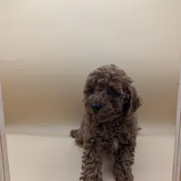 Maple 🍁, a female Poodle - Toy  for sale in Meta, MO – Photo 5 of 10