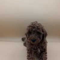 Maple 🍁, a female Poodle - Toy  for sale in Meta, MO – Photo 8 of 10