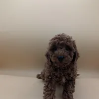 Maple 🍁, a female Poodle - Toy  for sale in Meta, MO – Photo 7 of 10