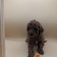 Maple 🍁, a female Poodle - Toy  for sale in Meta, MO – Photo 3 of 10