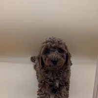 Maple 🍁, a female Poodle - Toy  for sale in Meta, MO – Photo 10 of 10