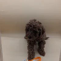 Maple 🍁, a female Poodle - Toy  for sale in Meta, MO – Photo 2 of 10