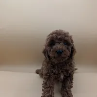 Maple 🍁, a female Poodle - Toy  for sale in Meta, MO – Photo 6 of 10