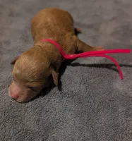Raspberry 🩷, a female Poodle - Toy  for sale in Meta, MO – 6 of 10