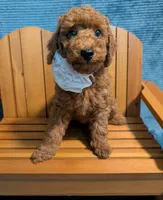 Buzz 🤍, a male Poodle - Miniature  for sale in Meta, MO – 8 of 10