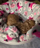 Jessie 💛, a female Poodle - Miniature  for sale in Meta, MO – 3 of 10