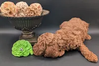 Rex 🦖, a male Poodle - Miniature  for sale in Meta, MO – 4 of 10