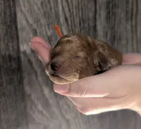 Bamm Bamm 🧡, a male Poodle - Toy  for sale in Meta, MO – 5 of 10