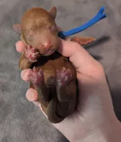 Blueberry 🫐, a male Poodle - Toy  for sale in Meta, MO – 2 of 10