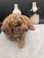 Snoopy 🖤, a male Poodle - Toy  for sale in Meta, MO – 7 of 10