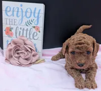 Pixie 🩷, a female Poodle - Miniature  for sale in Meta, MO – 3 of 10