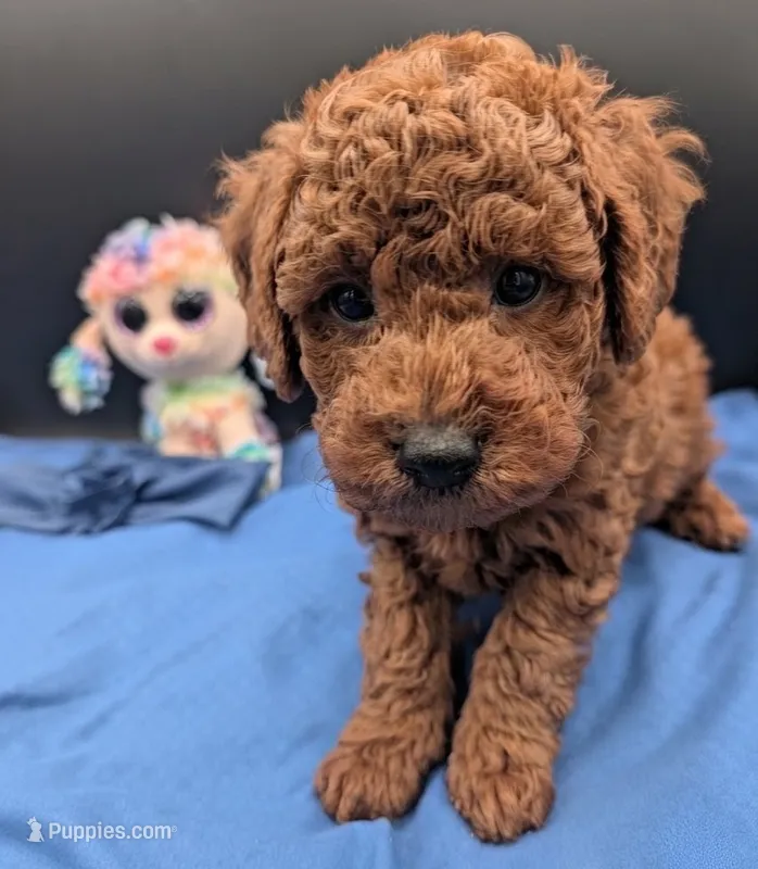 Caleb 🩵 – Poodle - Miniature  puppy for sale in Meta, MO
