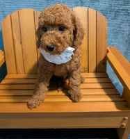 Buzz 🤍, a male Poodle - Miniature  for sale in Meta, MO – 5 of 10