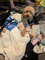 Scarlet Retired , a female Poodle - Miniature  for sale in Meta, MO – 7 of 10