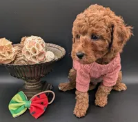 Watermelon 🍉, a female Poodle - Toy  for sale in Meta, MO – 4 of 10