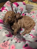Jessie 💛, a female Poodle - Miniature  for sale in Meta, MO – 10 of 10