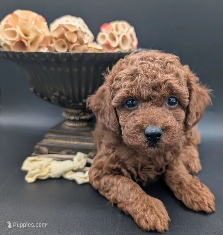 Jessie 💛 – Poodle - Miniature  puppy for sale in Meta, MO
