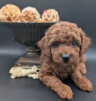 Jessie 💛, a female Poodle - Miniature  for sale in Meta, MO – 1 of 10