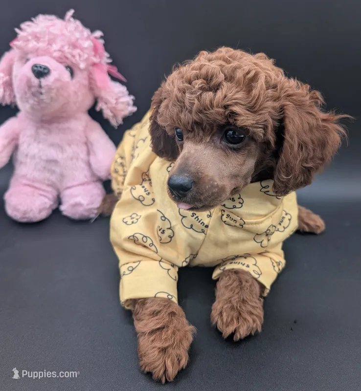 Jessie 💛 – Poodle - Miniature  puppy for sale in Meta, MO