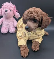 Jessie 💛, a female Poodle - Miniature  for sale in Meta, MO – 1 of 10