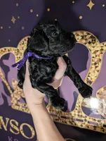 Sarabi 💜, a female Poodle - Miniature  for sale in Meta, MO – 6 of 10