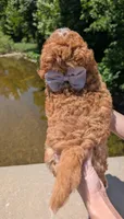 Nathan 🩶, a male Cavapoo for sale in Meta, MO – 9 of 10