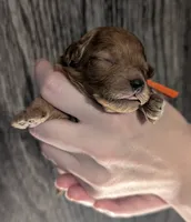 Bamm Bamm 🧡, a male Poodle - Toy  for sale in Meta, MO – 2 of 10