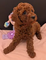 Sophie 💜, a female Poodle - Miniature  for sale in Meta, MO – 8 of 10