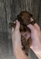 Barney 🤎, a male Poodle - Toy  for sale in Meta, MO – 3 of 10