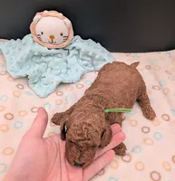 Rex 🦖, a male Poodle - Miniature  for sale in Meta, MO – 7 of 10