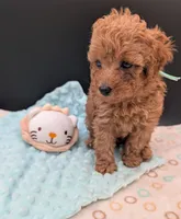 Green 🍏, a male Poodle - Toy  for sale in Meta, MO – 3 of 10
