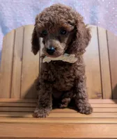 Jessie 💛, a female Poodle - Miniature  for sale in Meta, MO – 4 of 10