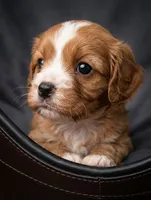 Jaxin 🩵, a male Cavapoo for sale in Meta, MO – 6 of 10