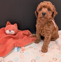 Watermelon 🍉, a female Poodle - Toy  for sale in Meta, MO – 6 of 10