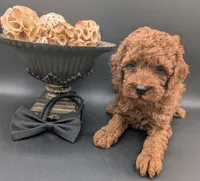 Woody 🤎, a male Poodle - Miniature  for sale in Meta, MO – 3 of 10