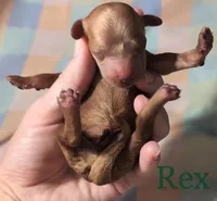 Rex 🦖, a male Poodle - Miniature  for sale in Meta, MO – 2 of 6
