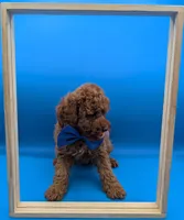 Nathan Scott 💙, a male Poodle - Miniature  for sale in Meta, MO – Photo 2 of 10