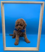 Nathan Scott 💙, a male Poodle - Miniature  for sale in Meta, MO – Photo 4 of 10