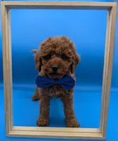 Nathan Scott 💙, a male Poodle - Miniature  for sale in Meta, MO – Photo 1 of 10