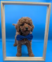 Nathan Scott 💙, a male Poodle - Miniature  for sale in Meta, MO – Photo 7 of 10