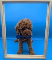 Nathan Scott 💙, a male Poodle - Miniature  for sale in Meta, MO – Photo 8 of 10