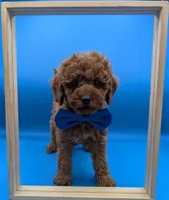 Nathan Scott 💙, a male Poodle - Miniature  for sale in Meta, MO – Photo 10 of 10