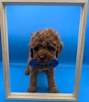 Nathan Scott 💙, a male Poodle - Miniature  for sale in Meta, MO – Photo 5 of 10