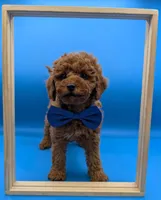 Nathan Scott 💙, a male Poodle - Miniature  for sale in Meta, MO – Photo 3 of 10
