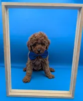Nathan Scott 💙, a male Poodle - Miniature  for sale in Meta, MO – Photo 9 of 10