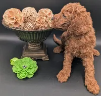 Rex 🦖, a male Poodle - Miniature  for sale in Meta, MO – 2 of 10