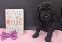 Sarabi 💜, a female Poodle - Miniature  for sale in Meta, MO – 8 of 10
