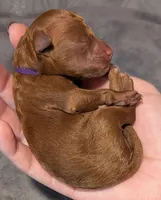 Nutmeg 💜, a female Poodle - Toy  for sale in Meta, MO – 2 of 10