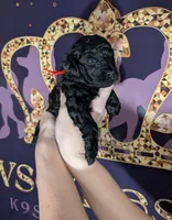 Simba ❤️, a male Poodle - Miniature  for sale in Meta, MO – 4 of 10